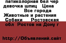 патиколорная бел/чер девочка шпиц › Цена ­ 15 000 - Все города Животные и растения » Собаки   . Ростовская обл.,Ростов-на-Дону г.